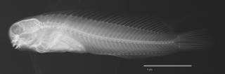 To NMNH Extant Collection (Salarias sinuosus USNM 062246 holotype radiograph lateral view)
