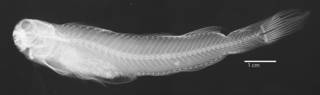 To NMNH Extant Collection (Salarias mccullochi USNM 083293 holotype radiograph lateral view)