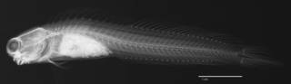 To NMNH Extant Collection (Salarias andamensis USNM 112032 syntype neotype radiograph lateral view)
