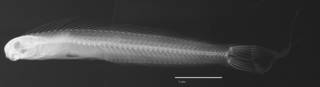 To NMNH Extant Collection (Plagiotremus laudandus flavus USNM 201676 holotype radiograph lateral view)