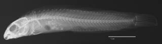 To NMNH Extant Collection (Petroscirtes (Dasson) springeri USNM 203279 holotype radiograph lateral view)