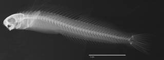 To NMNH Extant Collection (Plagiotremus (Musgravius) phenax USNM 204699 holotype radiograph lateral view)