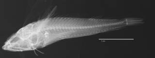 To NMNH Extant Collection (Norfolkia springeri USNM 205793 holotype radiograph lateral view)