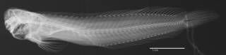 To NMNH Extant Collection (Salarius olivaceus USNM 242052 holotype radiograph lateral view)