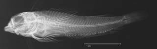 To NMNH Extant Collection (Enneapterygius bahasa USNM 259168 holotype radiograph lateral view)
