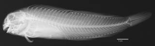 To NMNH Extant Collection (Scartichthys crapulatus USNM 276344 holotype radiograph lateral view)