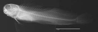 To NMNH Extant Collection (Salarias rechingeri USNM 293747 neotype radiograph lateral view)