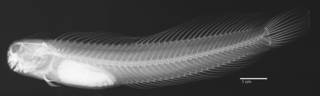 To NMNH Extant Collection (Salarias lividus USNM 293749 neotype radiograph lateral view)