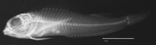 To NMNH Extant Collection (Helcogramma aquila USNM 298405 holotype radiograph lateral view)