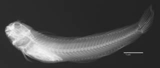 To NMNH Extant Collection (Praealticus multistriatus USNM 313659 holotype radiograph lateral view)