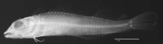 To NMNH Extant Collection (Taboguilla signata USNM 316800 holotype radiograph lateral view)
