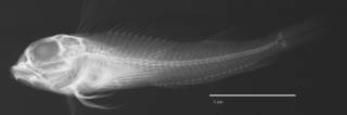 To NMNH Extant Collection (Helcogramma nigra USNM 329281 holotype radiograph lateral view)