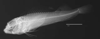 To NMNH Extant Collection (Helcogramma nesion USNM 329645 holotype radiograph lateral view)