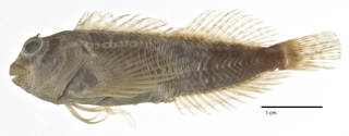 To NMNH Extant Collection (Hypleurochilus springeri USNM 231716 holotype photograph lateral view)