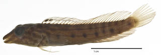 To NMNH Extant Collection (Omox lupus USNM 223710 holotype photograph lateral view)