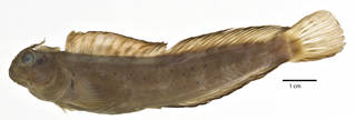 To NMNH Extant Collection (Istiblennius spilotus USNM 220913 holotype photograph lateral view)