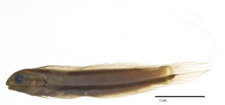 To NMNH Extant Collection (Meiacanthus (Allomeiacanthus) ditrema USNM 205293 holotype photograph lateral view)