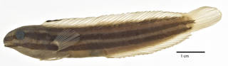 To NMNH Extant Collection (Petroscirtes (Dasson) fallax USNM 201365 holotype photograph lateral view)