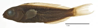 To NMNH Extant Collection (Meiacanthus (Meiacanthus) nigrolineatus USNM 200301 holotype photograph lateral view)