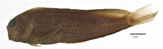 To NMNH Extant Collection (Ophioblennius steindachneri clippertonensis USNM 196130 holotype photograph lateral view)