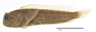 To NMNH Extant Collection (Parablennius tasmanianus caledoniensis USNM 195795 holotype photograph lateral view)