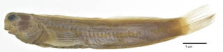 To NMNH Extant Collection (Istiblennius rodenbaughi USNM 142067 holotype photograph lateral view)