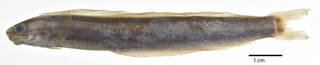 To NMNH Extant Collection (Petroscirtes ewaensis USNM 133821 holotype photograph lateral view)