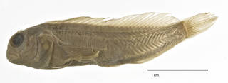 To NMNH Extant Collection (Hypsoblennius robustus USNM 128196 type photograph lateral view)