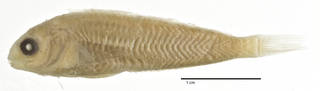 To NMNH Extant Collection (Ophioblennius mazorkae USNM 128188 type photograph lateral view)