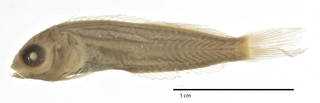 To NMNH Extant Collection (Ophioblennius capillus USNM 120032 type photograph lateral view)
