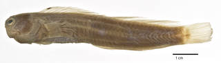 To NMNH Extant Collection (Istiblennius afilinuchalis USNM 115421 holotype photograph lateral view)