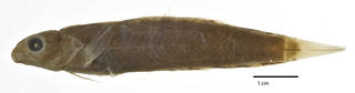 To NMNH Extant Collection (Petroscirtes eretes USNM 051949 holotype photograph lateral view)