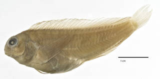 To NMNH Extant Collection (Isesthes ionthas USNM 030856 syntype lectotype photograph lateral view)