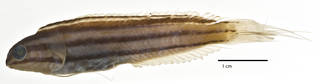 To NMNH Extant Collection (Meiacanthus crinitus USNM 276512 holotype photograph lateral view)