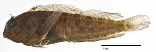 To NMNH Extant Collection (Hypleurochilus pseudoaequipinnis USNM 319832 holotype photograph lateral view)
