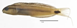 To NMNH Extant Collection (Meiacanthus urostigma USNM 348776 holotype photograph lateral view)