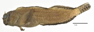 To NMNH Extant Collection (Entomacrodus williamsi USNM 356864 holotype photograph lateral view)