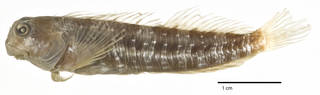 To NMNH Extant Collection (Salarias chiostictus USNM 028117 syntype lectotype photograph lateral view)