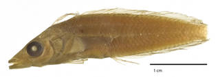 To NMNH Extant Collection (Auchenopterus asper USNM 039643 type photograph lateral view)