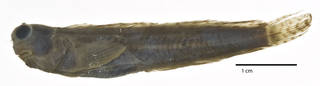 To NMNH Extant Collection (Salarias deani USNM 51950 holotype photograph lateral view)