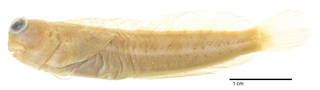 To NMNH Extant Collection (Salarias muscarus USNM 062245 holotype photograph lateral view)