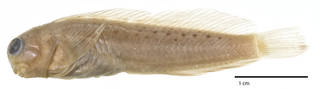 To NMNH Extant Collection (Salarias sinuosus USNM 062246 holotype photograph lateral view)