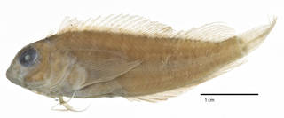 To NMNH Extant Collection (Labrisomus afuerae USNM 128213 holotype neotype photograph lateral view)