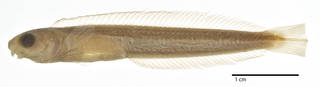 To NMNH Extant Collection (Runula goslinei USNM 164202 holotype photograph lateral view)
