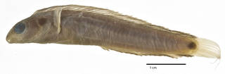 To NMNH Extant Collection (Petroscirtes (Dasson) springeri USNM 203279 holotype photograph lateral view)