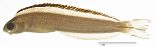 To NMNH Extant Collection (Plagiotremus (Musgravius) phenax  USNM 204699 holotype photograph lateral view)