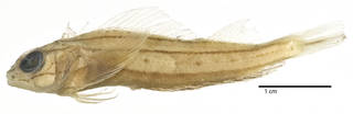 To NMNH Extant Collection (Helcogramma striata USNM 221667 holotype photograph lateral view)