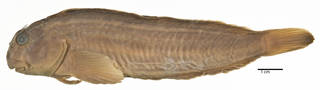 To NMNH Extant Collection (Scartichthys crapulatus USNM 276344 holotype photograph lateral view)