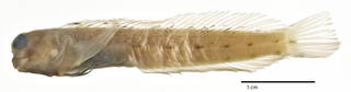 To NMNH Extant Collection (Rhabdoblennius papuensis USNM 293104 holotype photograph lateral view)