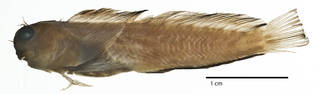 To NMNH Extant Collection (Salarias rechingeri USNM 293747 neotype photograph lateral view)